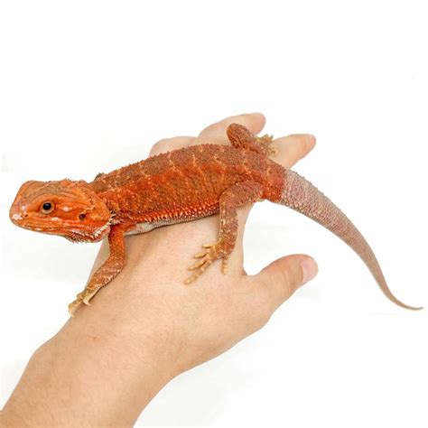 pogona henrylawsoni red